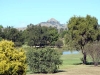 treesl_crop